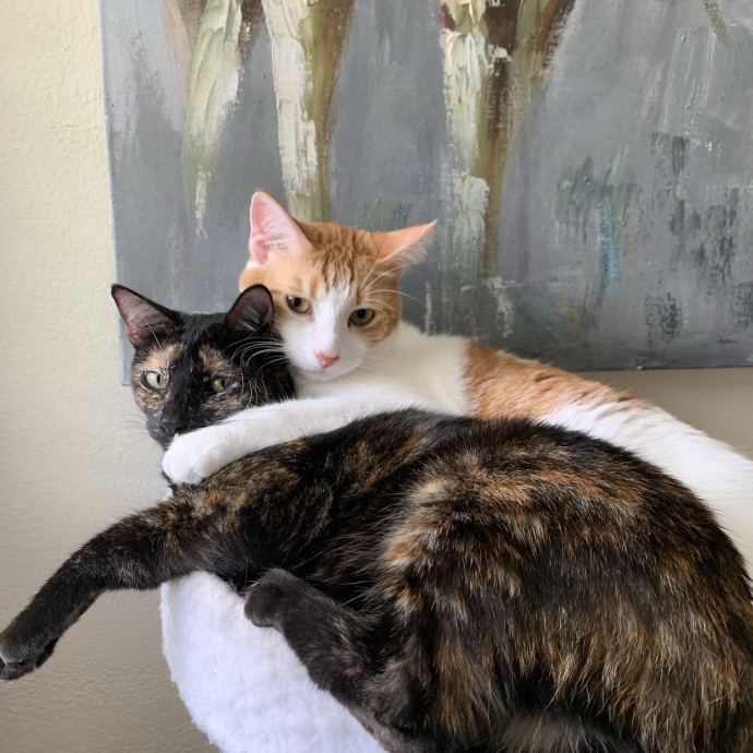 Powered By Purrs photo 3