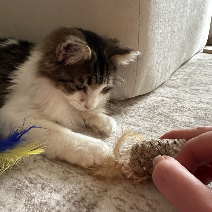 Cat Whisperer