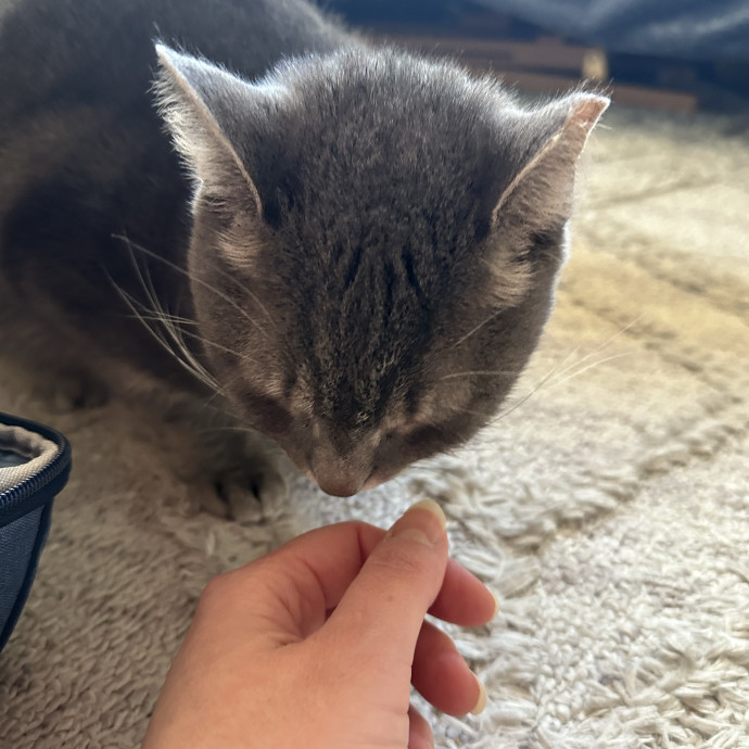 Cat Whisperer