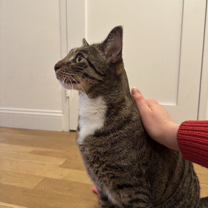 Cat Whisperer