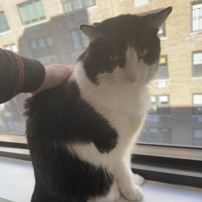 Cat Whisperer