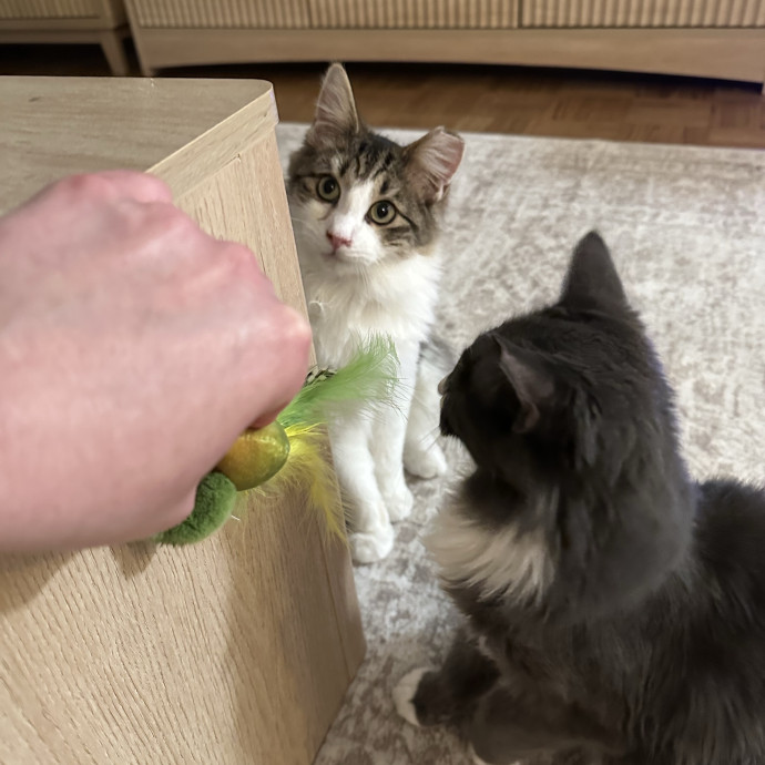 Cat Whisperer