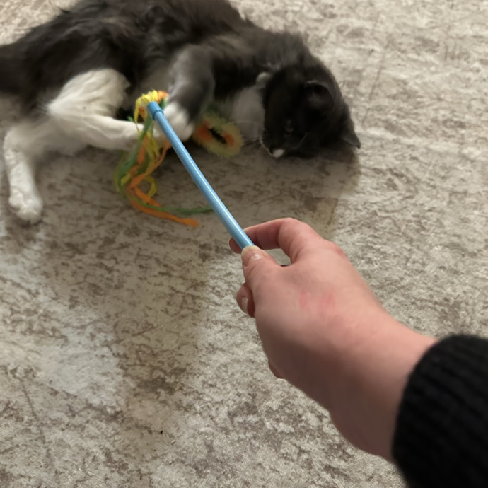 Cat Whisperer