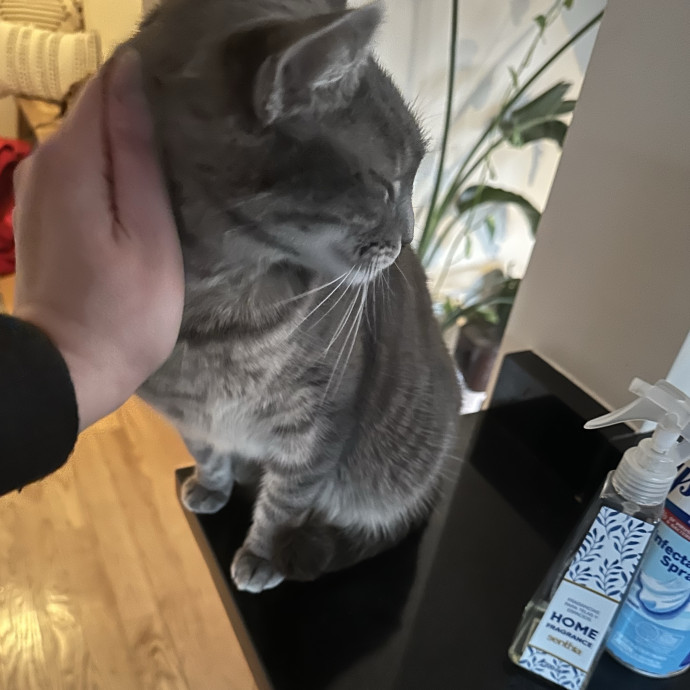 Cat Whisperer