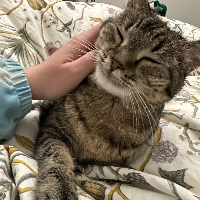 Cat Whisperer
