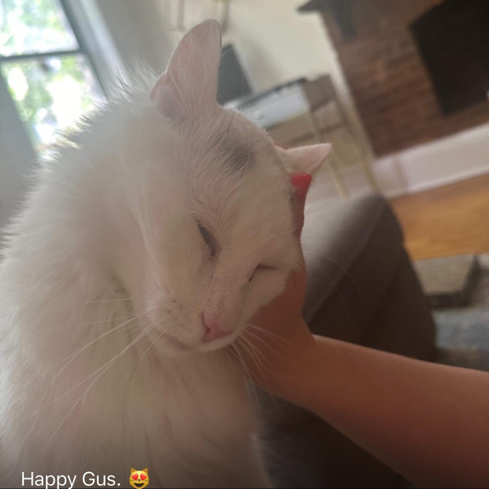 Cat Whisperer