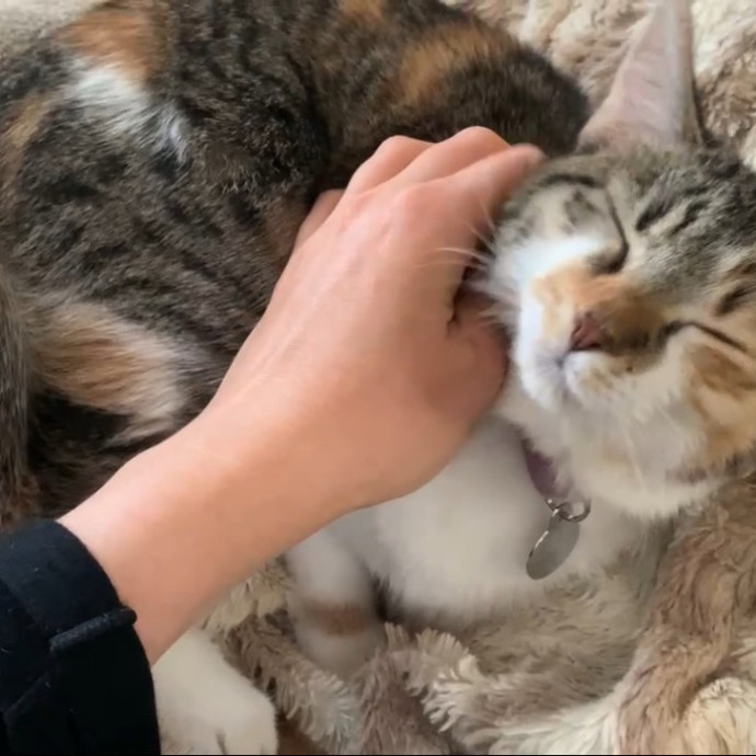Cat Whisperer