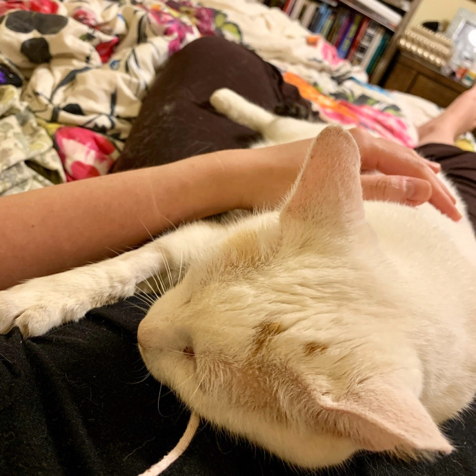 Cat Whisperer