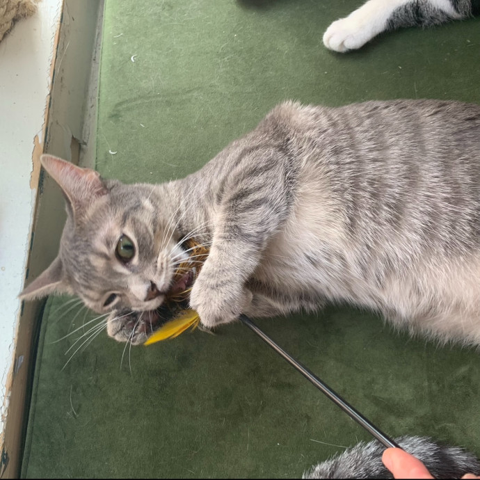 Cat Whisperer