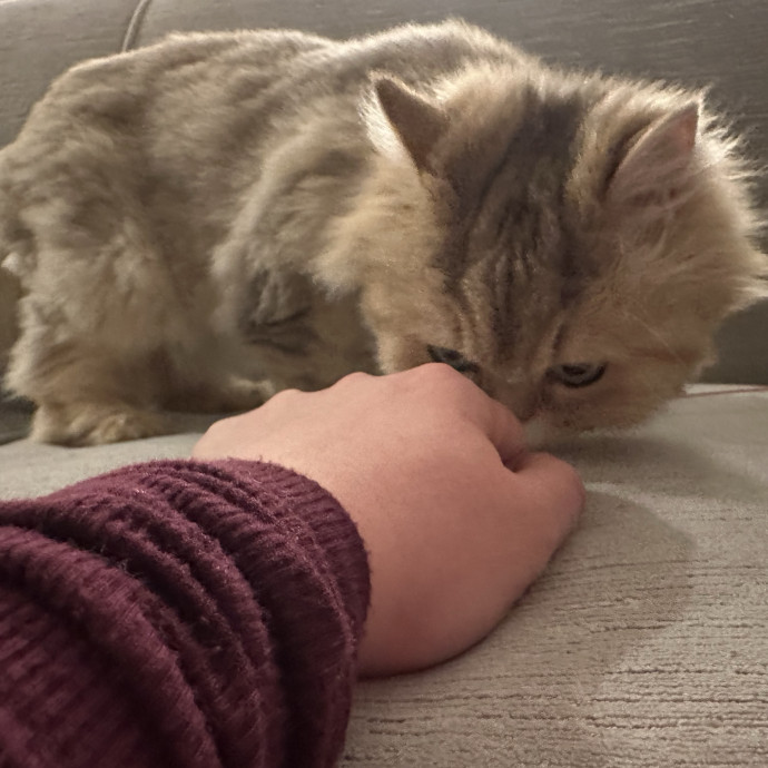 Cat Whisperer
