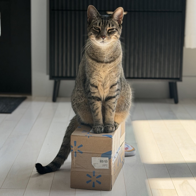 Mev The Cat Sitter photo 3