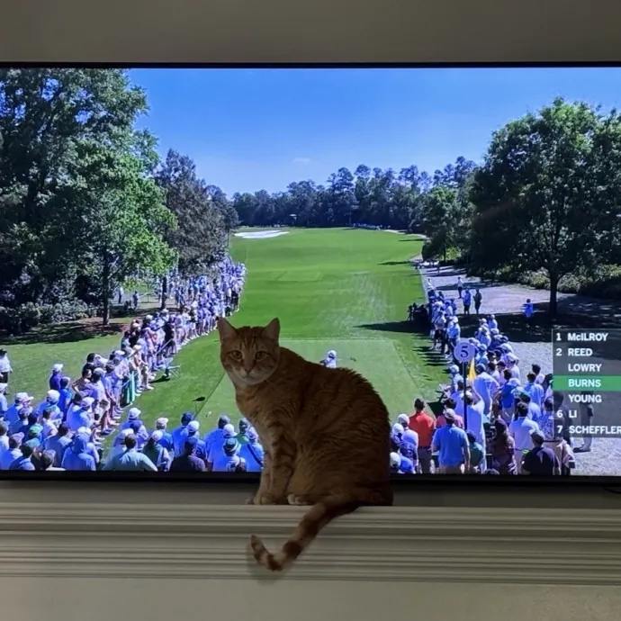 Recent Usc Graduate Cat Sitter