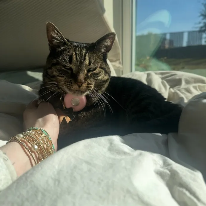 Recent Usc Graduate Cat Sitter