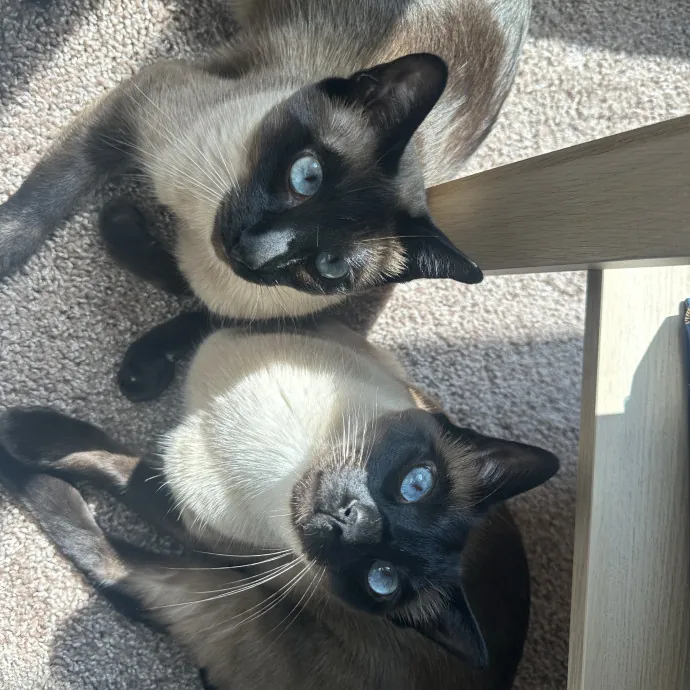Purrfect For Your Cat photo 4