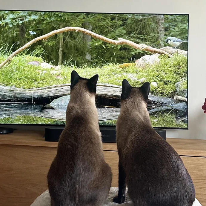 Purrfect For Your Cat photo 3