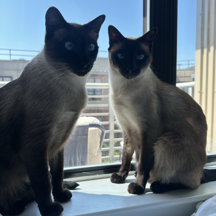 Purrfect For Your Cat photo 2