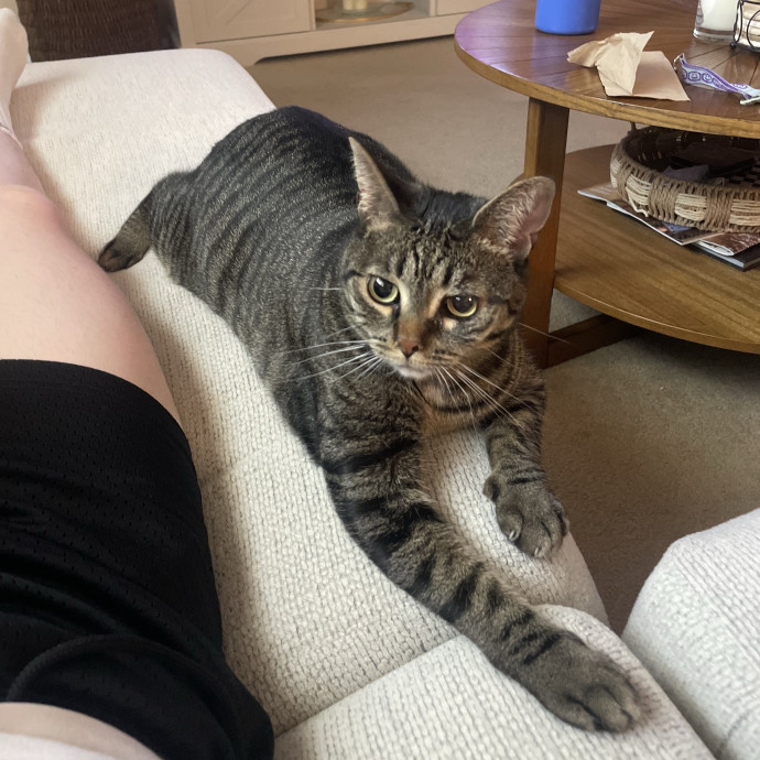 Confident With Cats Of All Moods