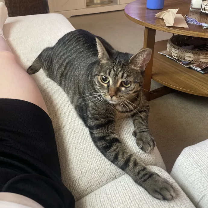 Confident With Cats Of All Moods
