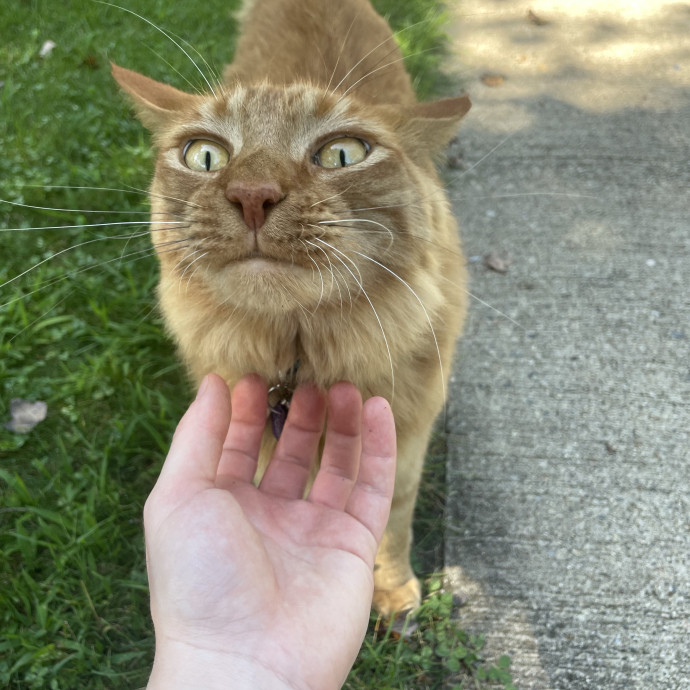 Confident With Cats Of All Moods