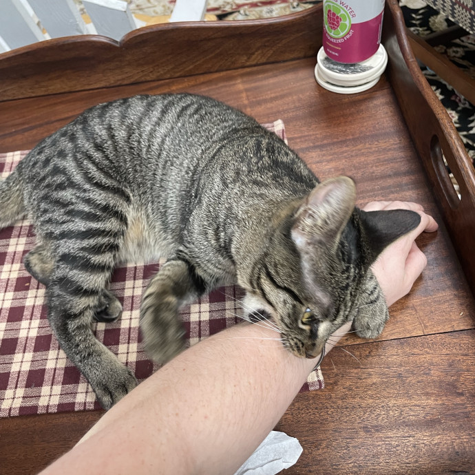 Confident With Cats Of All Moods