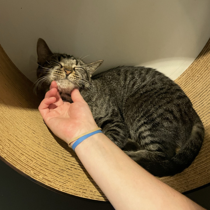 Confident With Cats Of All Moods