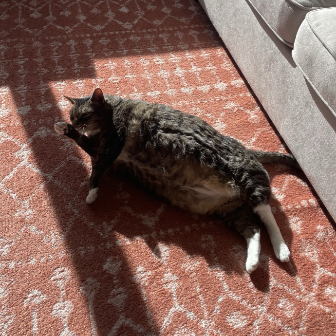 Confident With Cats Of All Moods photo 2