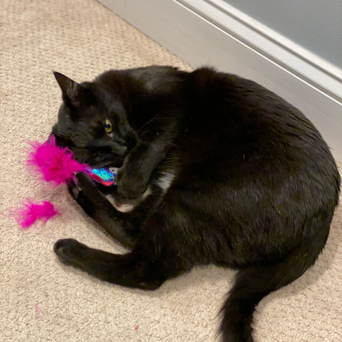 Jenna's Purrfect Cat Care photo 3