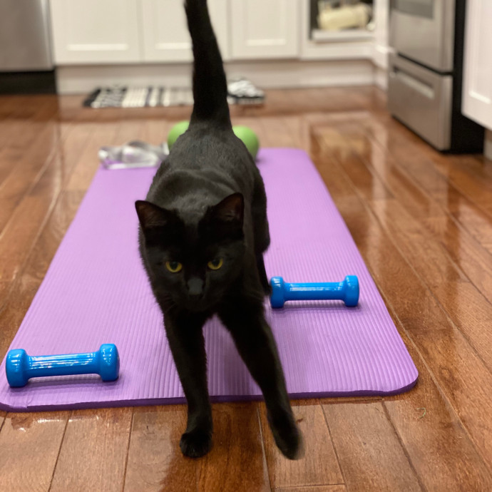 Jenna's Purrfect Cat Care photo 2