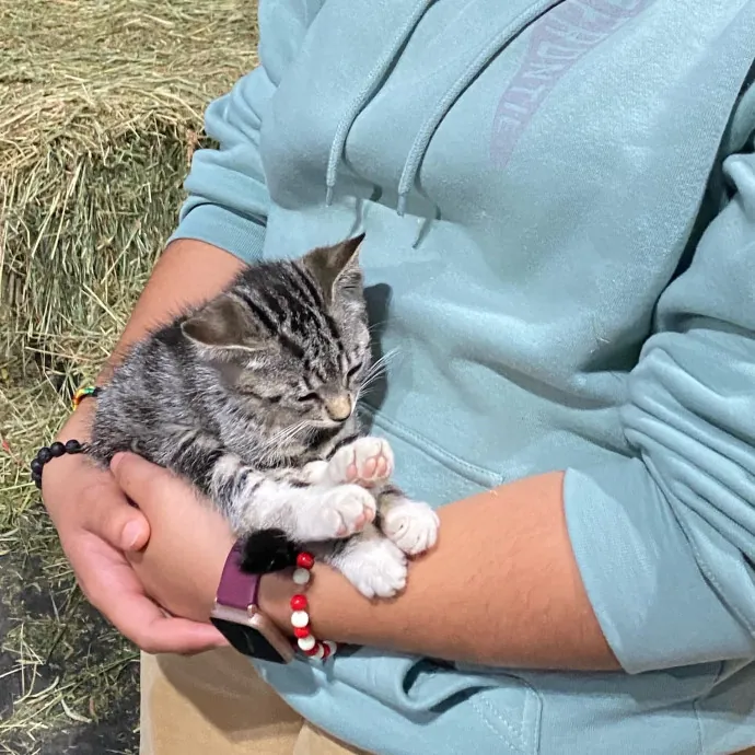 Excited To Become Your Cat's New Friend