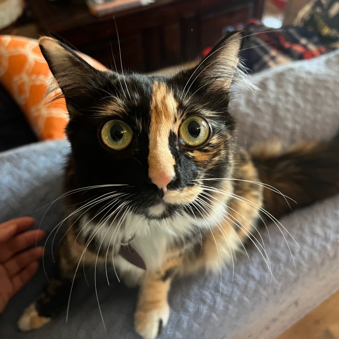 Excited To Become Your Cat's New Friend