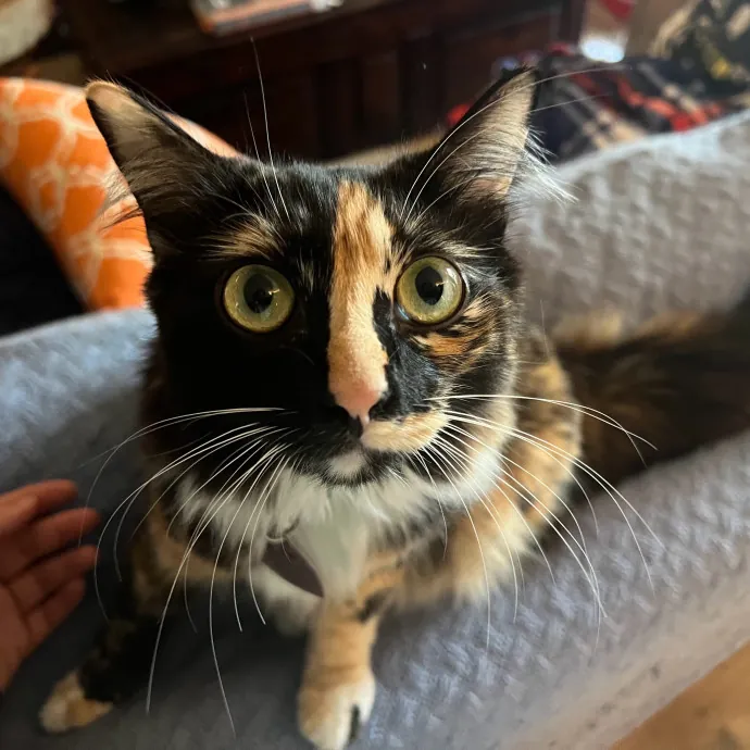 Excited To Become Your Cat's New Friend