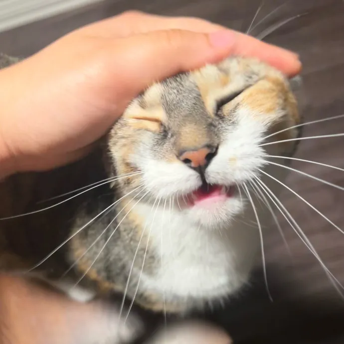 Excited To Become Your Cat's New Friend