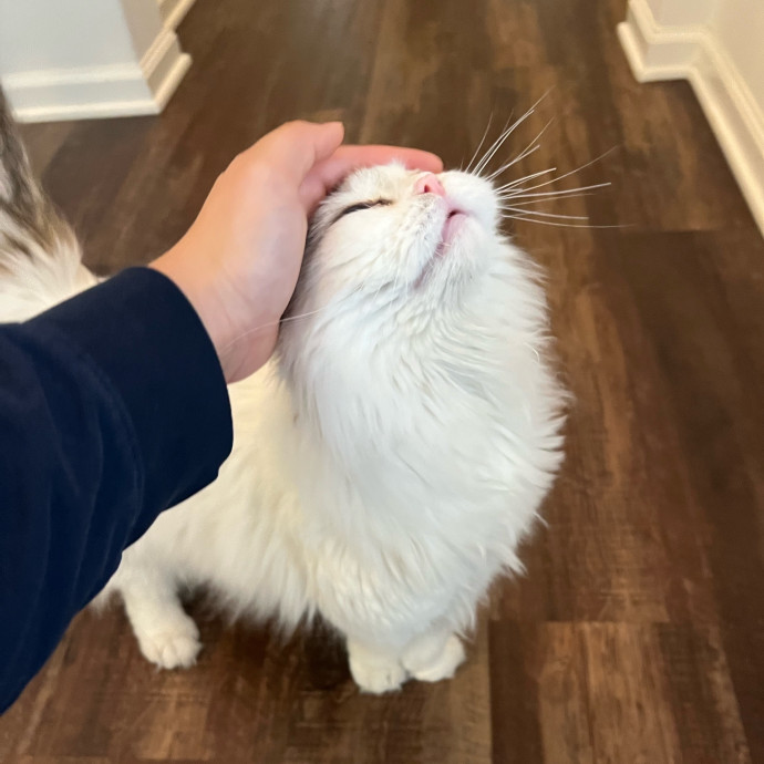 Excited To Become Your Cat's New Friend