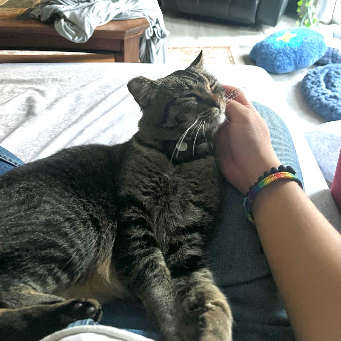 Excited To Become Your Cat's New Friend photo 3