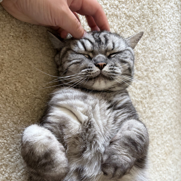 Excited To Become Your Cat's New Friend photo 2