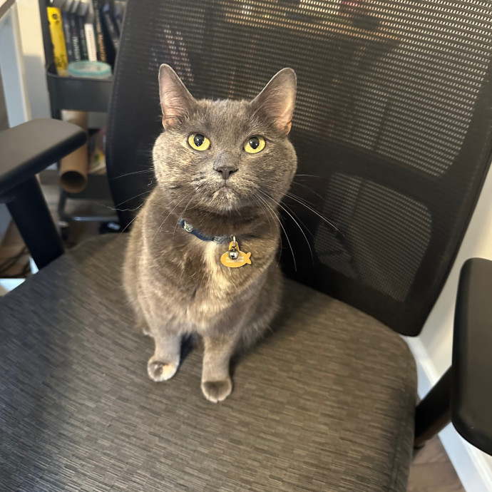 Grade A Cat Ladies photo 2