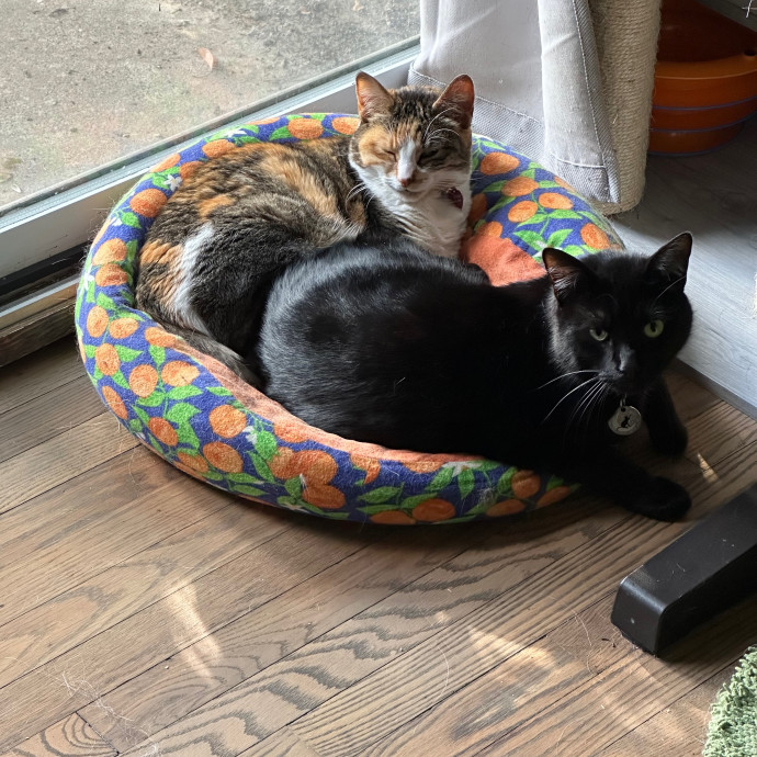 Grade A Cat Ladies