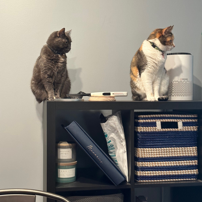 Grade A Cat Ladies