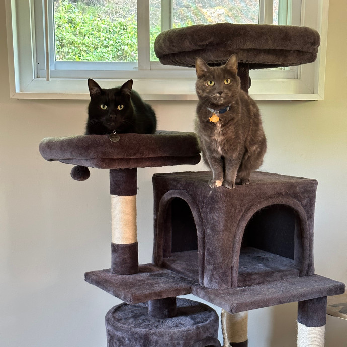 Grade A Cat Ladies photo 3