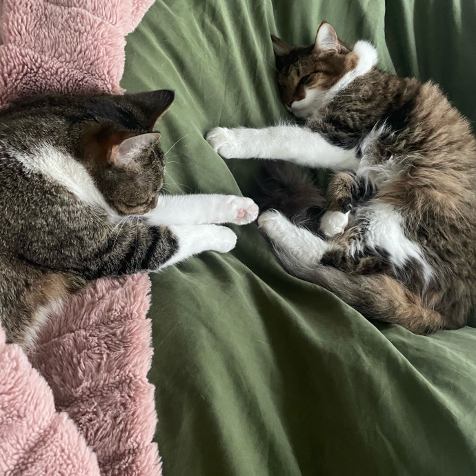 Your Cat's New Favorite Neighbor