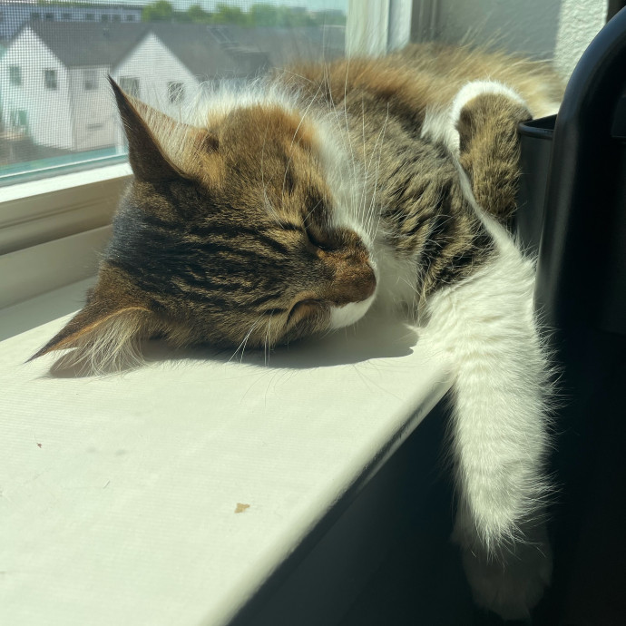 Your Cat's New Favorite Neighbor