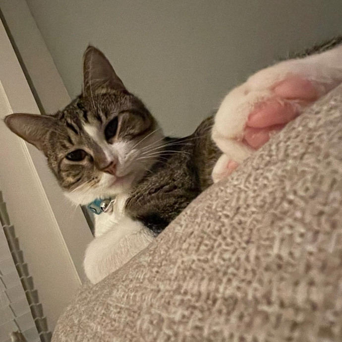 Your Cat's New Favorite Neighbor photo 2