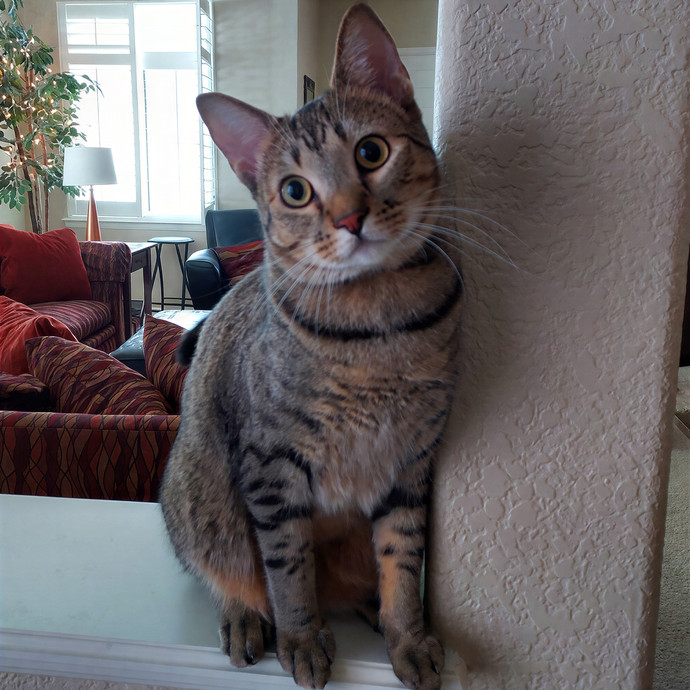 Kitty Girl In Broomfield