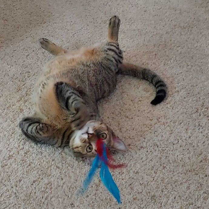Kitty Girl In Broomfield photo 3