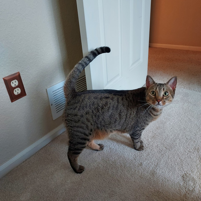Kitty Girl In Broomfield photo 2