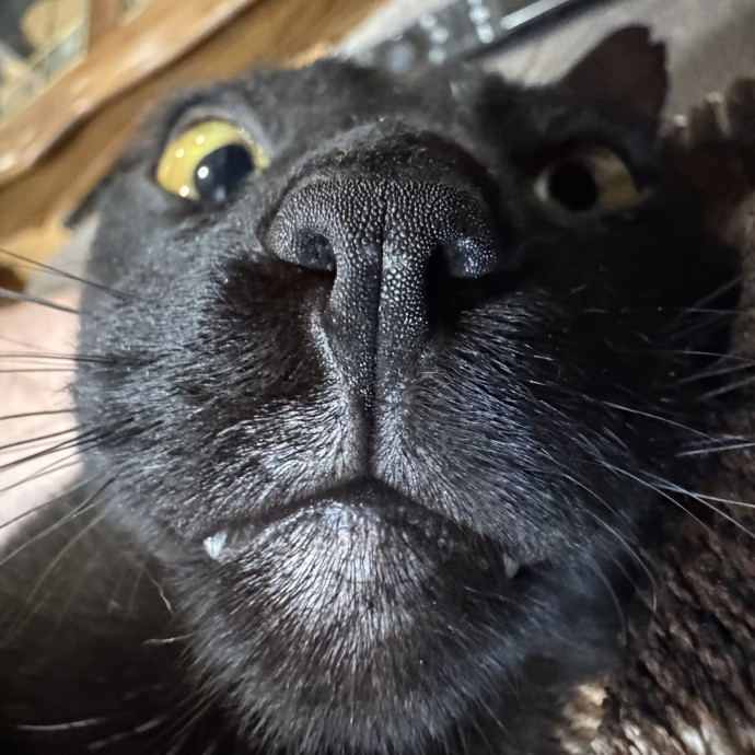 Your Friendly Neighborhood Cat Dad photo 3