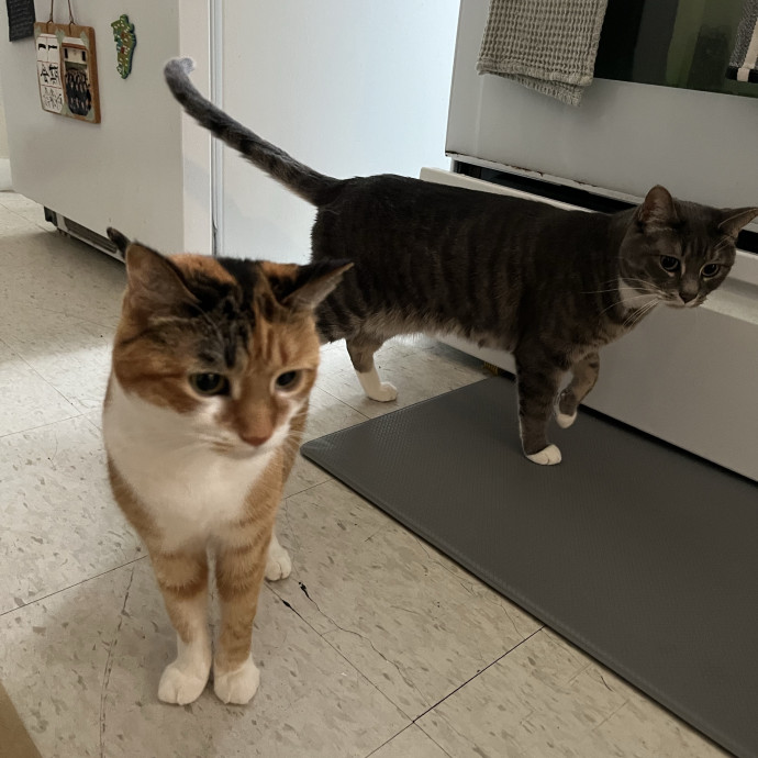 Remote Cat Lover Trustworthy  Reliable photo 2