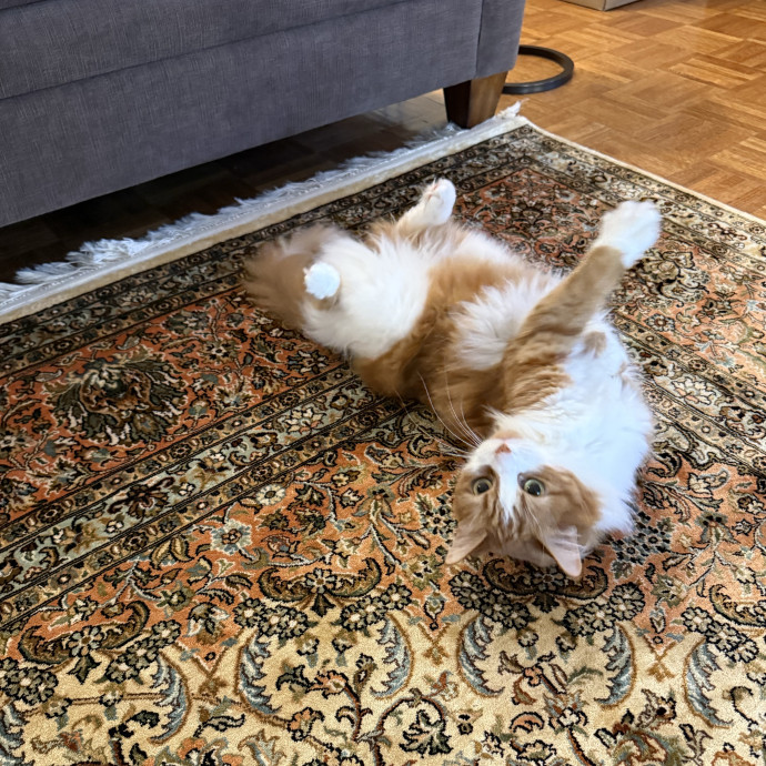 Marina's Meow-Vellous Care photo 2