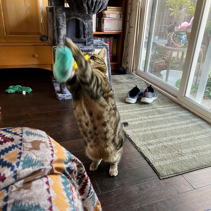 Emma's Solo Cat-Sitting Club