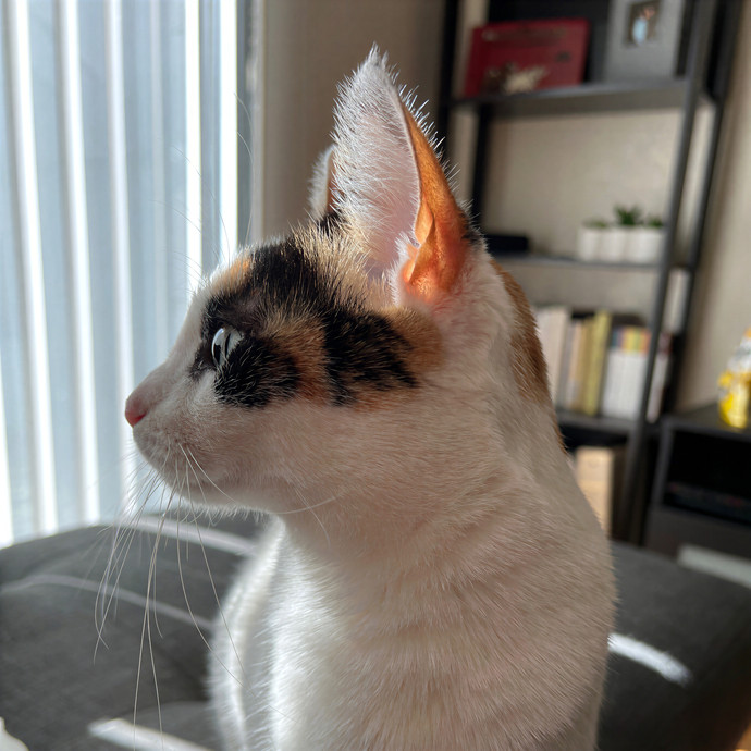 Emma's Solo Cat-Sitting Club